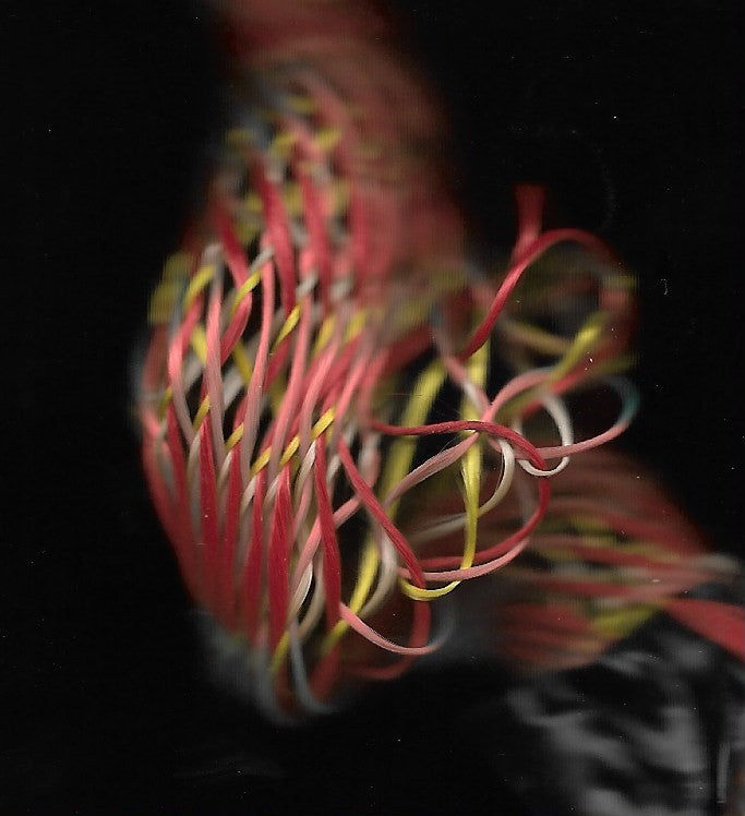 3D ALX